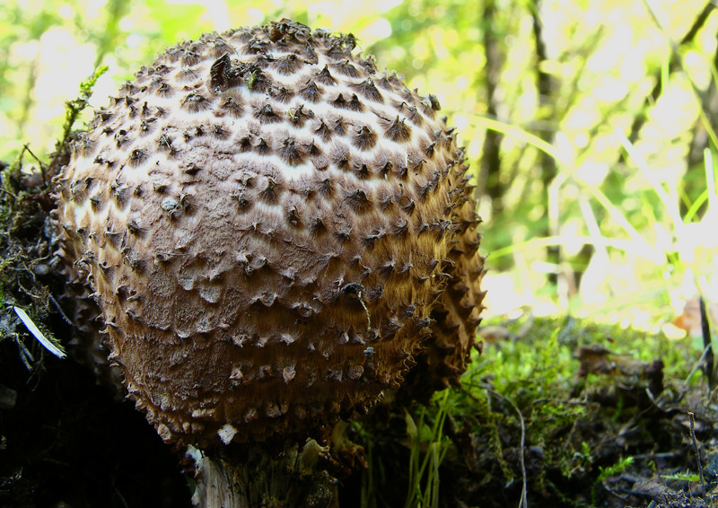 Funghi in primopiano...